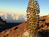 Hawaii_2019_008