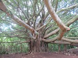 Hawaii_2019_012