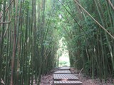 Hawaii_2019_013