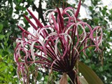 Hawaii_2019_038