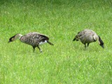 Hawaii_2019_074