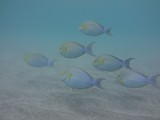 Hawaii_2019_085