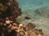 Hawaii_2019_095