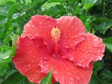 Hawaii_2019_110