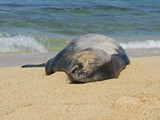 Hawaii_2019_132