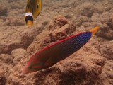 Hawaii_2019_136