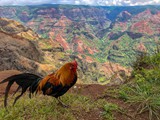 Hawaii_2019_137