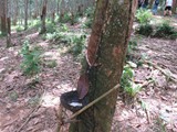 indonesien_029