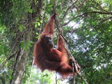 indonesien_032