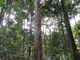 indonesien_033