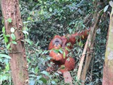 indonesien_034