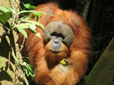 indonesien_036