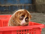 indonesien_039