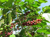 indonesien_048