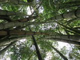 indonesien_140