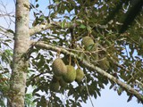 indonesien_141