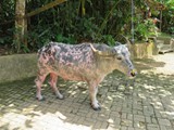 indonesien_158