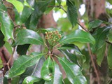 indonesien_173