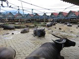 indonesien_175
