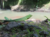 indonesien_186