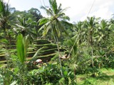indonesien_198