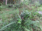 indonesien_205