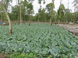 indonesien_223