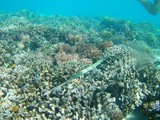 indonesien_228