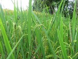 indonesien_278
