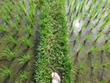 indonesien_282