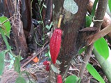 indonesien_284