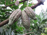 indonesien_285