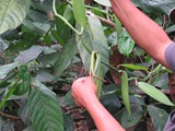 indonesien_286