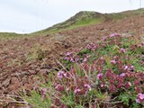 island_037