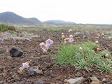 island_043