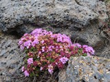 island_061