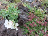 island_120