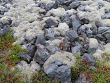 island_124