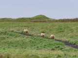 island_321