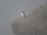 island_352