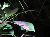 Madagaskar_034
