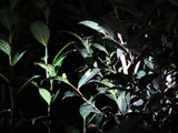 Madagaskar_035