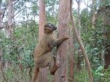 Madagaskar_050