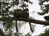Madagaskar_058