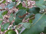 Madagaskar_060