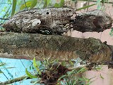 Madagaskar_063