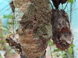 Madagaskar_064