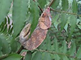 Madagaskar_066