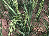 Madagaskar_158