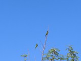 Madagaskar_186